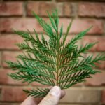 A hand holding a cedar leaf in front of a rustic brick wall, showcasing natural texture.